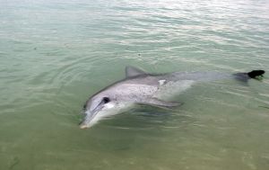 Wild Dolphin at Monkey Mia, Shark Bay  